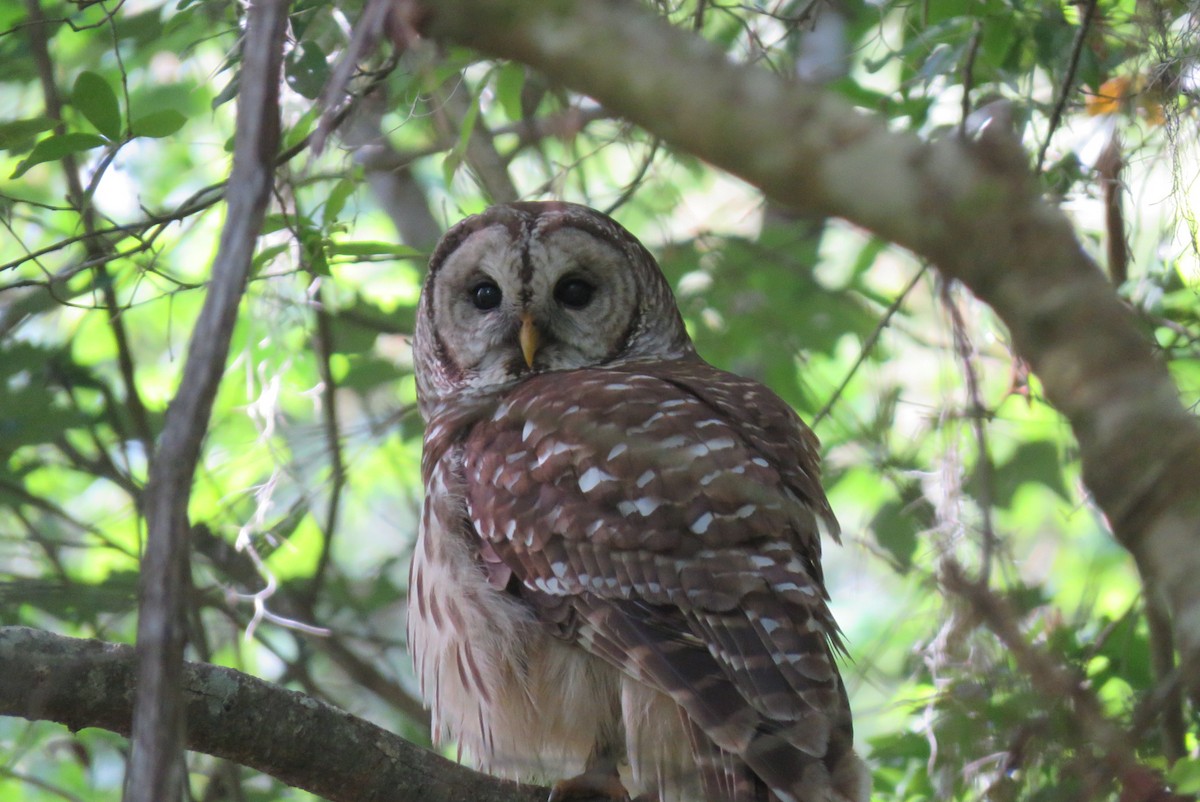Barred Owl - nicole-marie  pettinelli