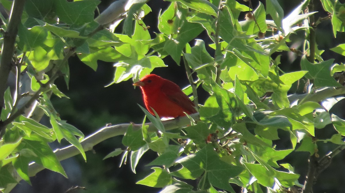 Summer Tanager - Anne (Webster) Leight