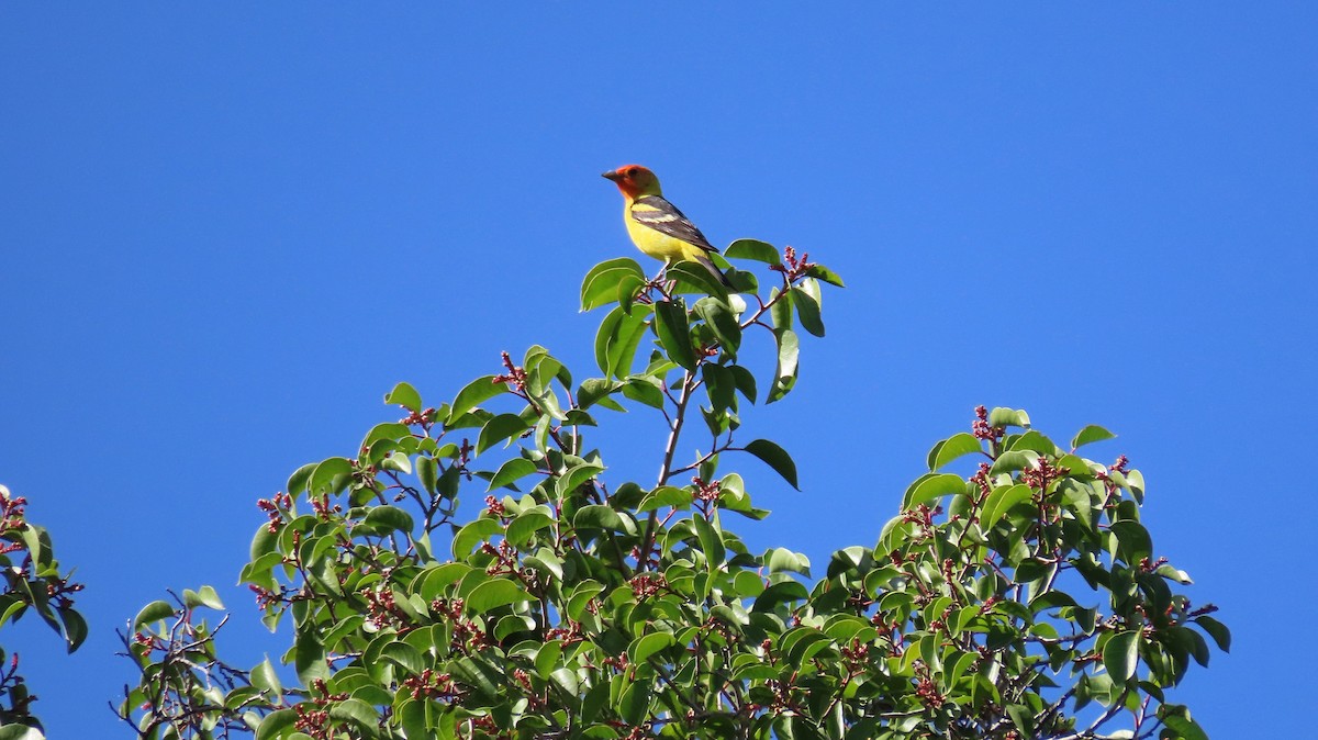 Western Tanager - ML618385587