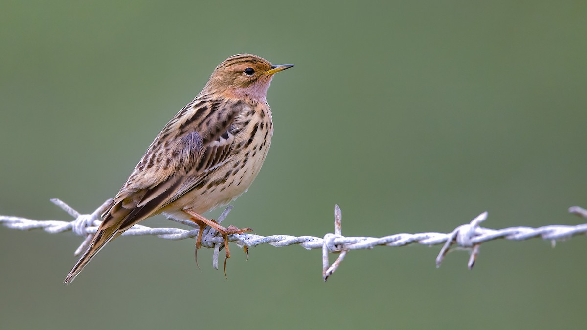 Red-throated Pipit - ML618385629