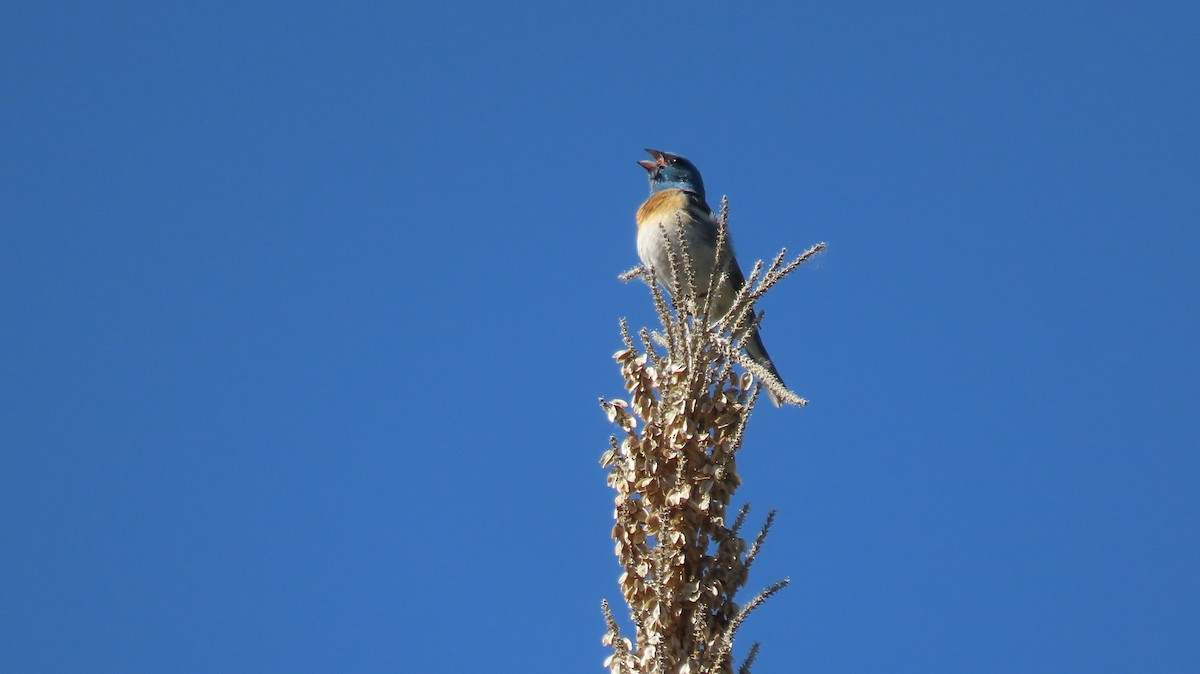 Lazuli Bunting - Anne (Webster) Leight