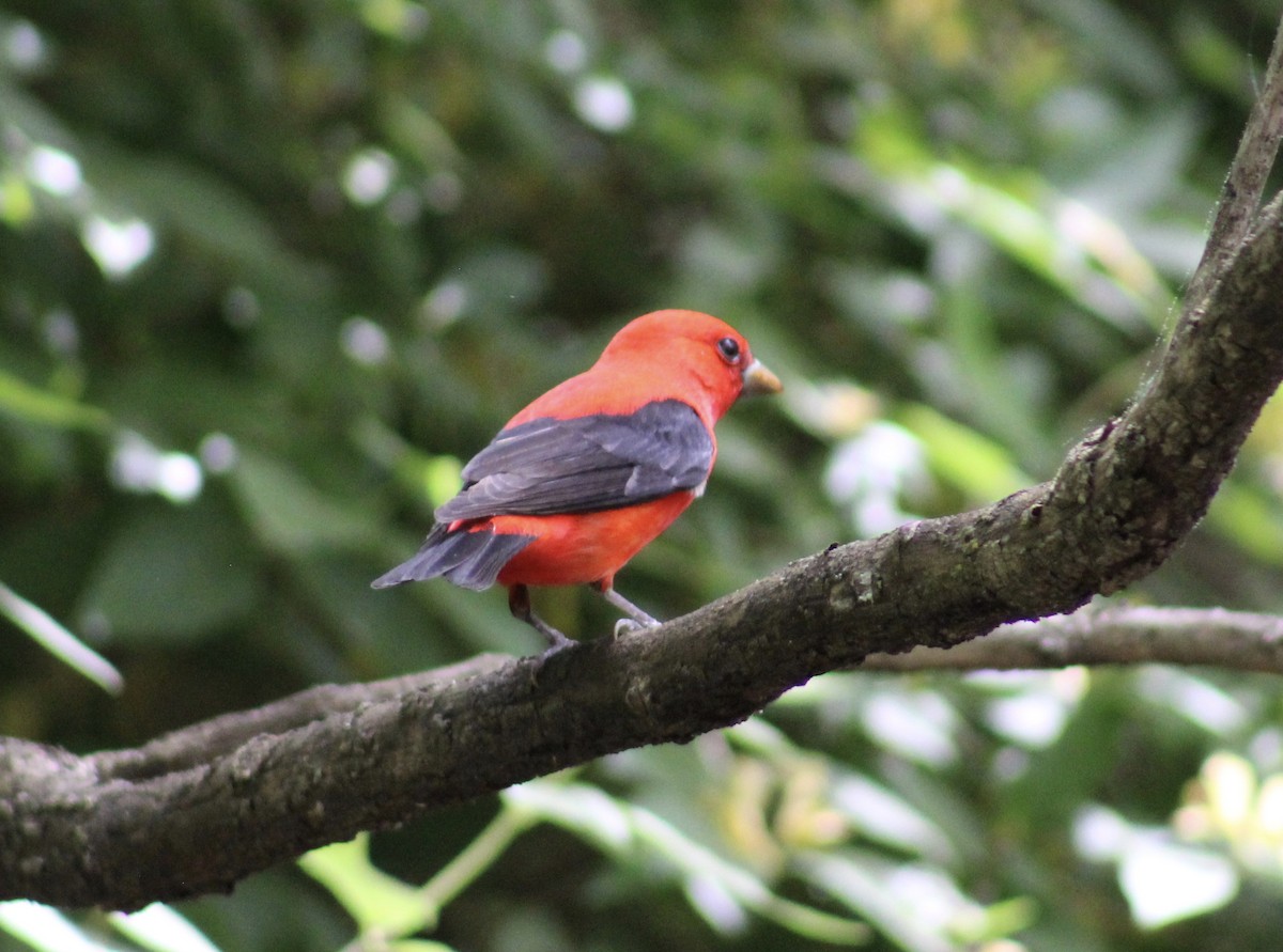 Scarlet Tanager - ML618385686
