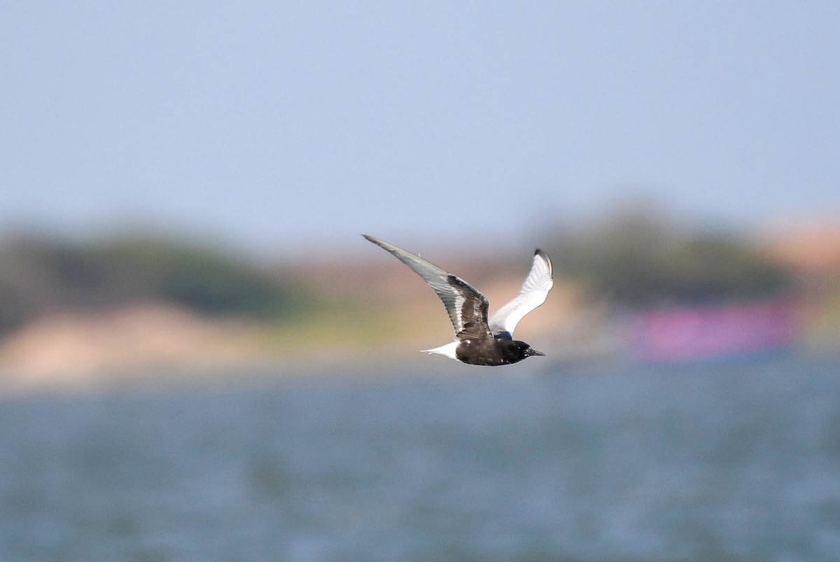 White-winged Tern - ML618385714