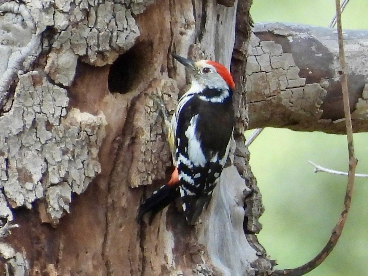 Middle Spotted Woodpecker - ML618385784