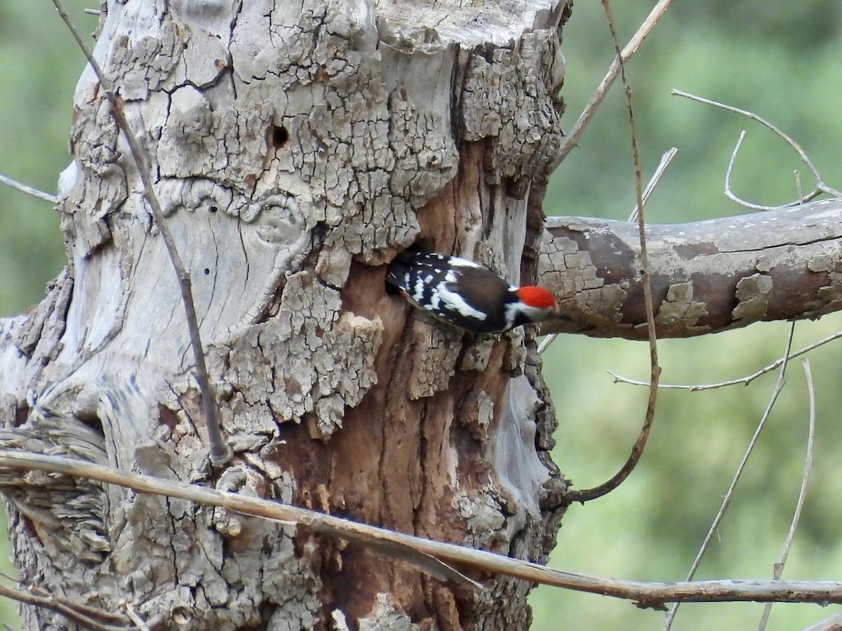 Middle Spotted Woodpecker - ML618385785