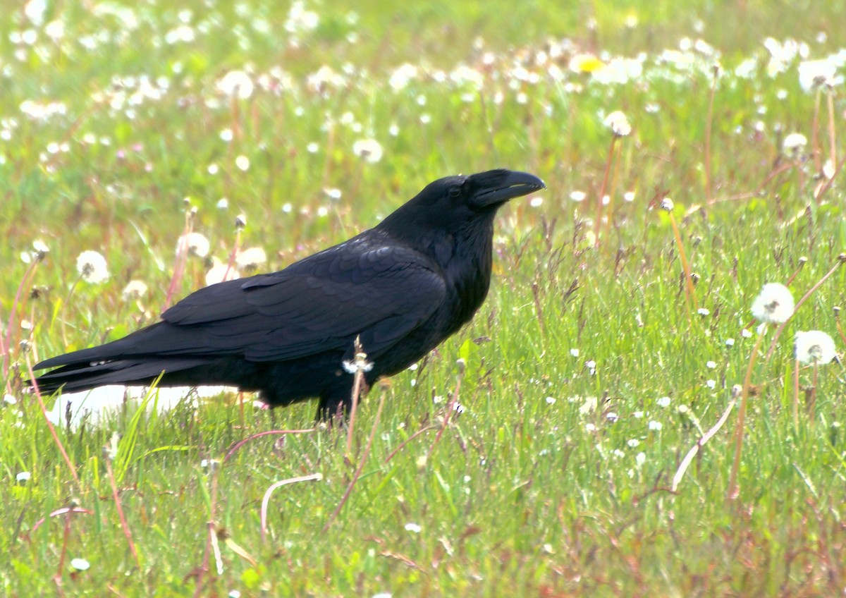 Common Raven - ML618385787