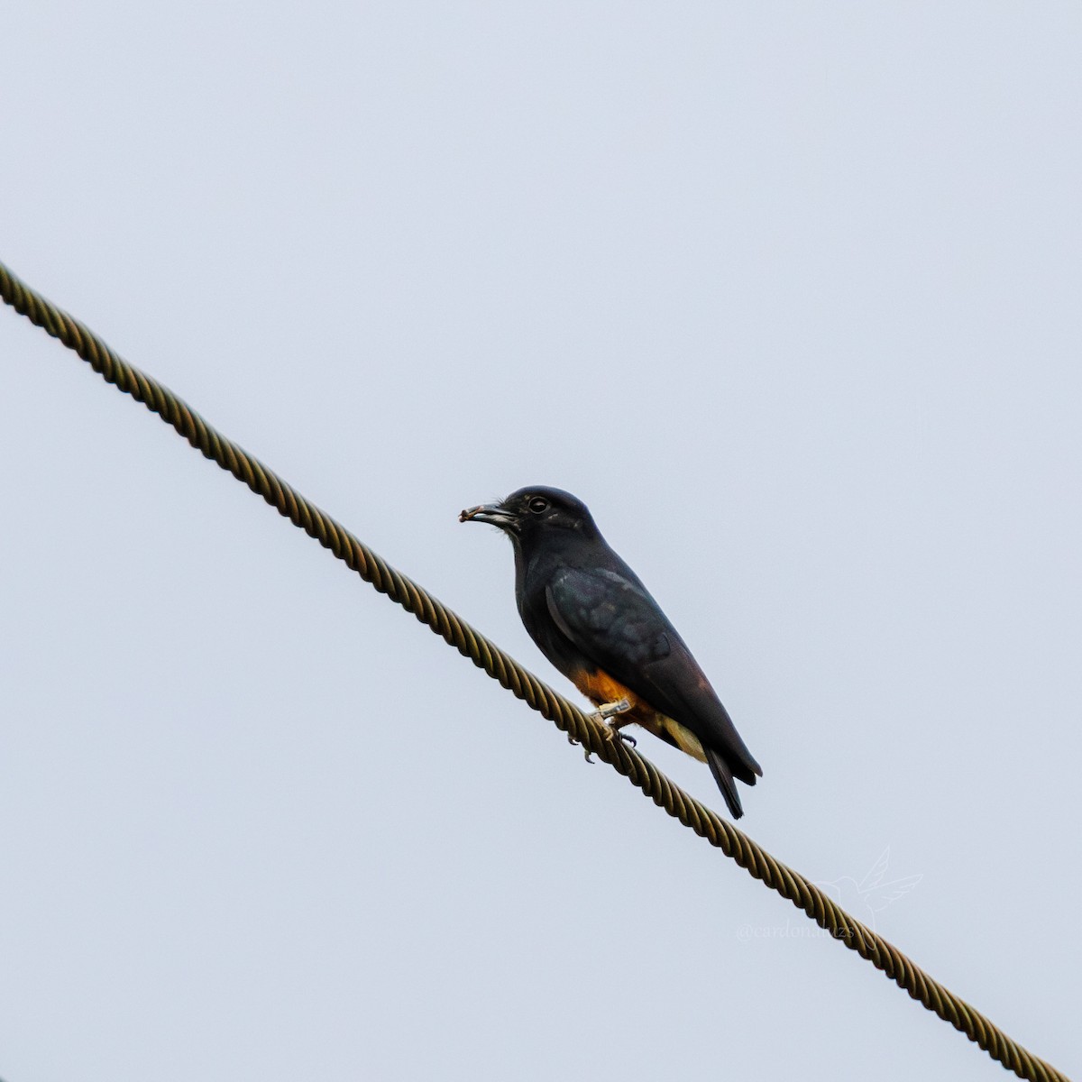 Swallow-winged Puffbird - ML618385794