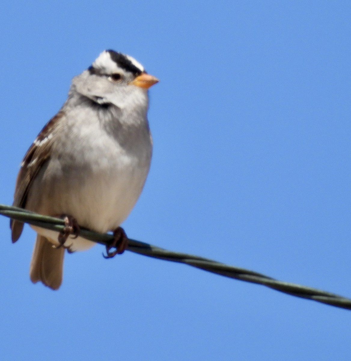 White-crowned Sparrow - ML618385824