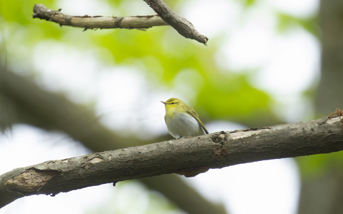 Wood Warbler - Anatole Perdrizet