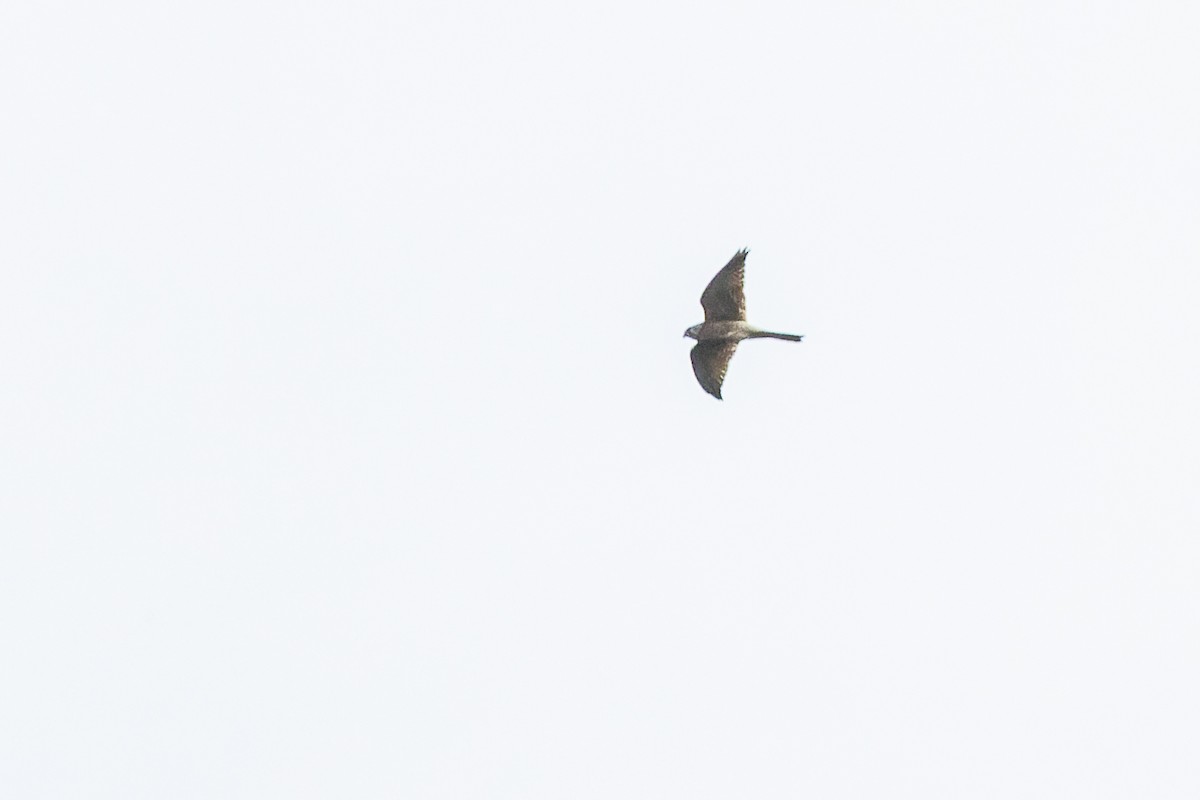 Eurasian Sparrowhawk - Gabi Uhrova