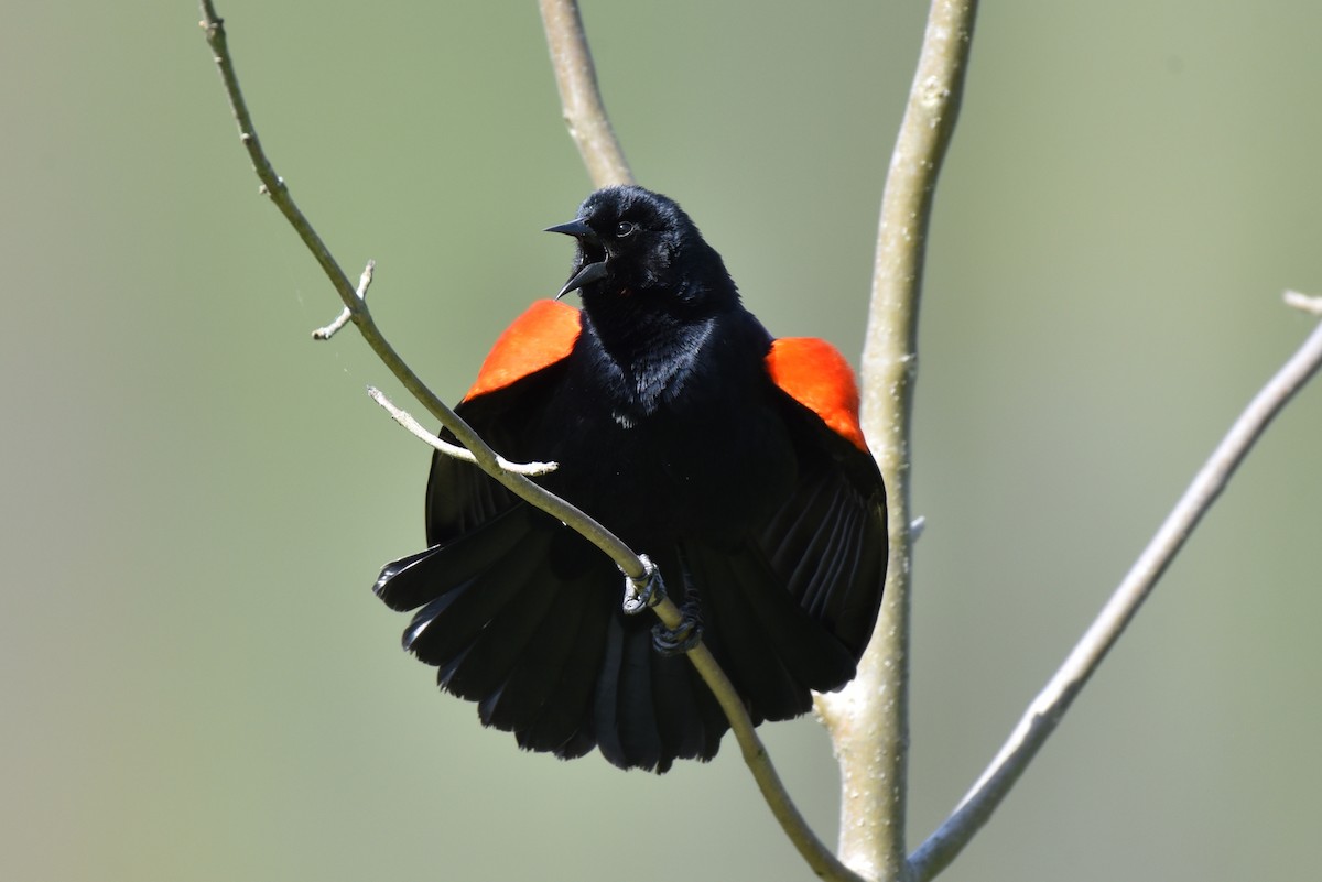 Red-winged Blackbird - ML618385846