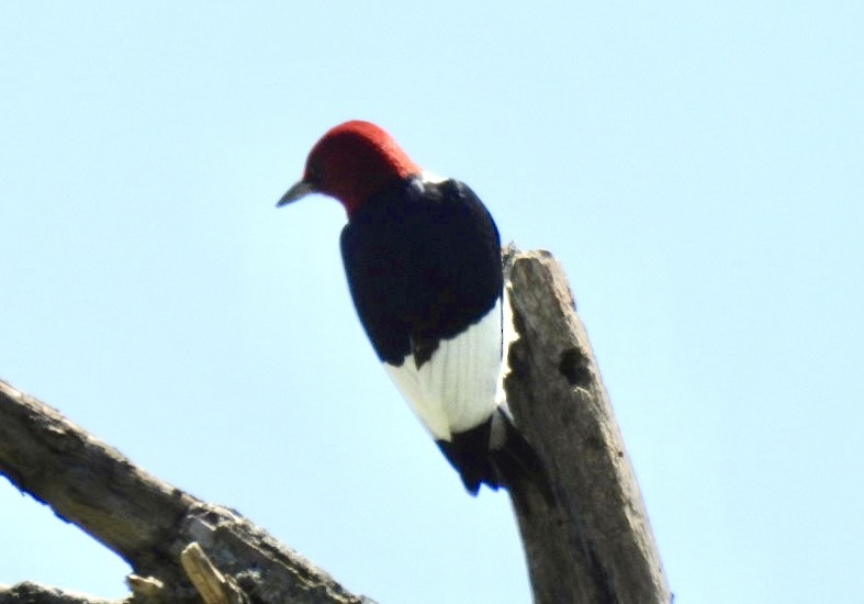 Red-headed Woodpecker - ML618385851