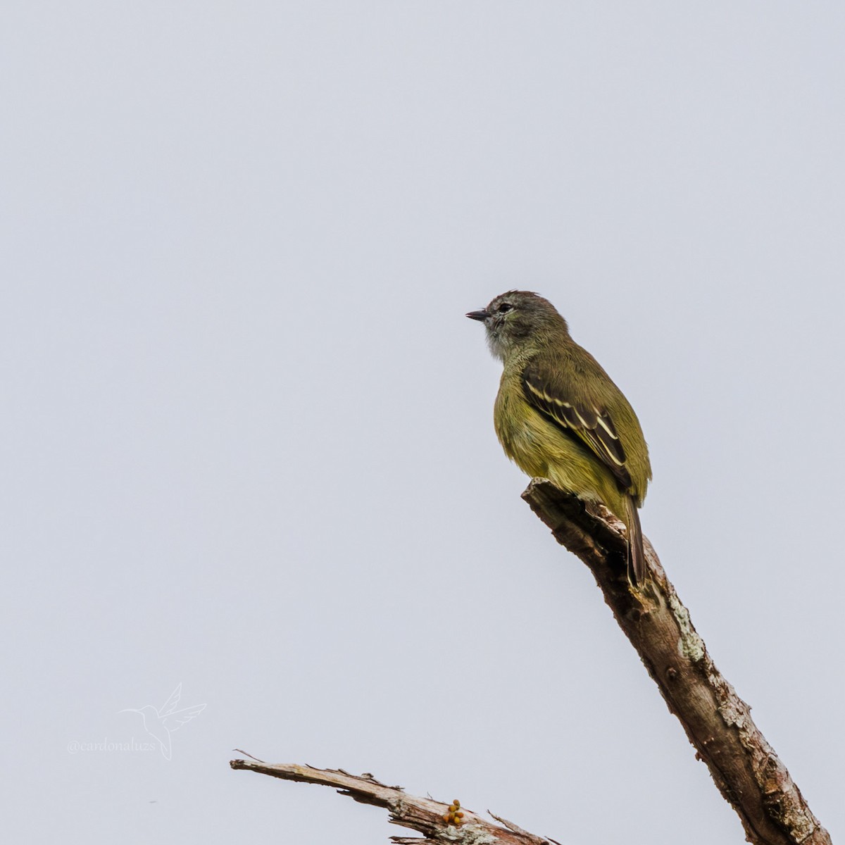 Yellow-crowned Tyrannulet - ML618385887