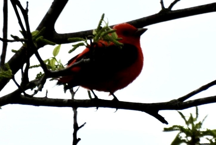 Scarlet Tanager - ML618385899