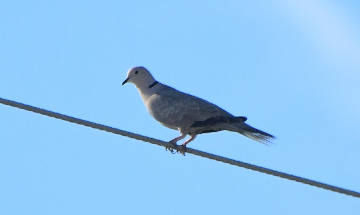 Eurasian Collared-Dove - ML618385917