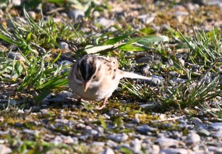 Clay-colored Sparrow - ML618385934