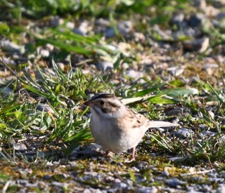 Clay-colored Sparrow - ML618385939