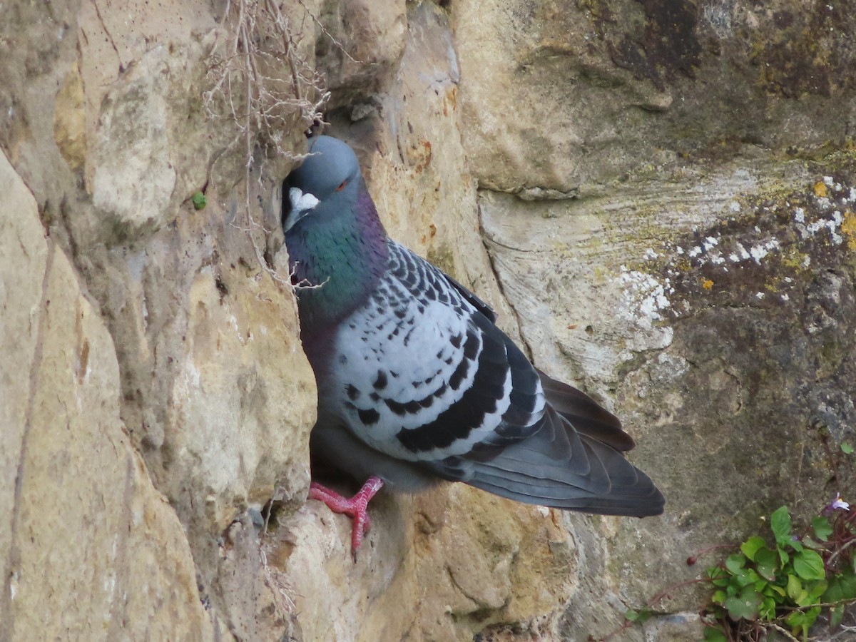 Rock Pigeon (Feral Pigeon) - ML618385952