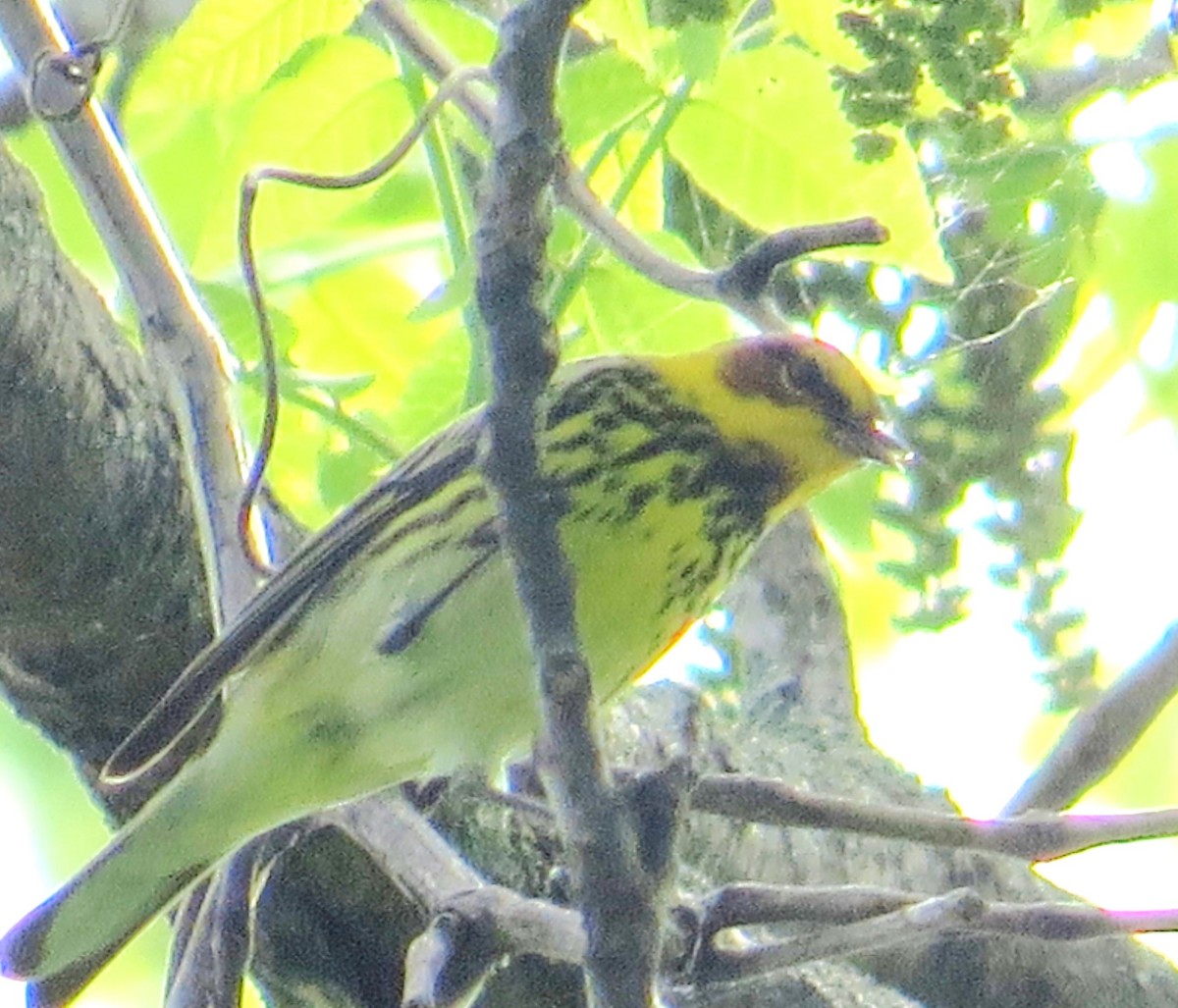 Cape May Warbler - ML618385982