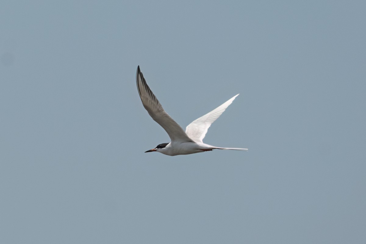 Forster's Tern - Brian McGee
