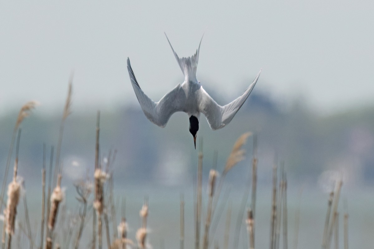 Forster's Tern - Brian McGee