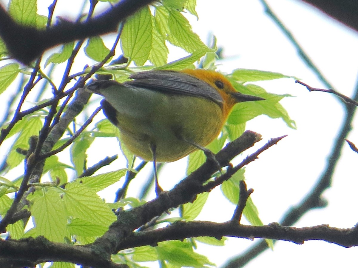 Prothonotary Warbler - ML618386029
