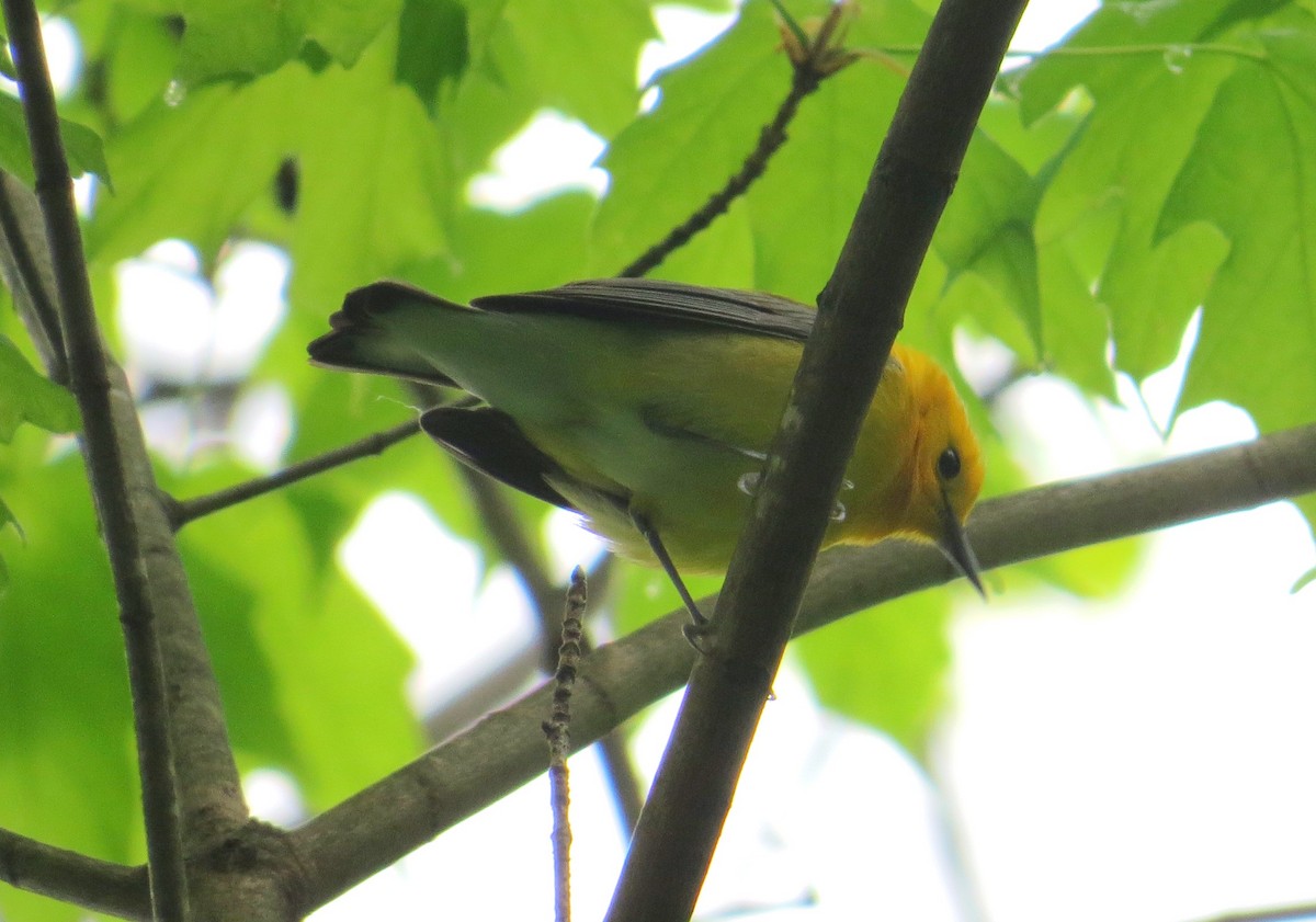 Prothonotary Warbler - ML618386030