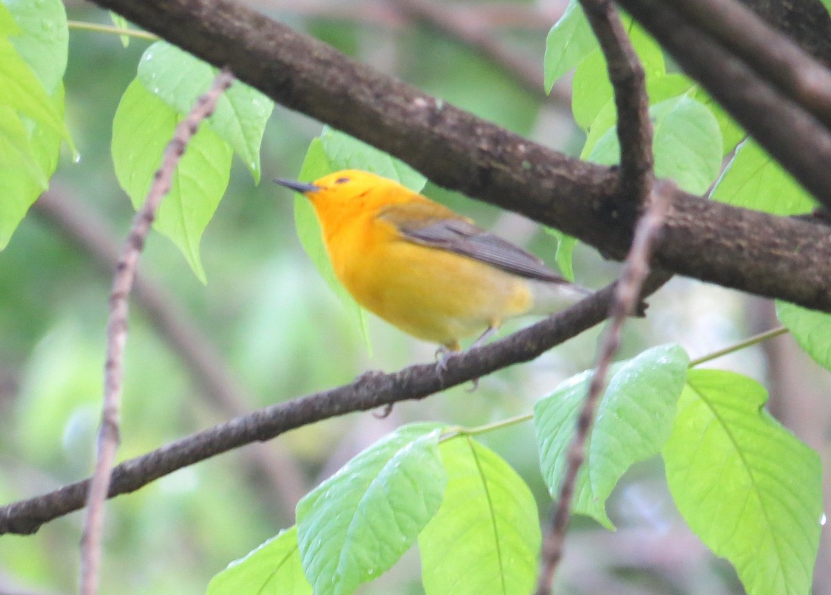 Prothonotary Warbler - ML618386031