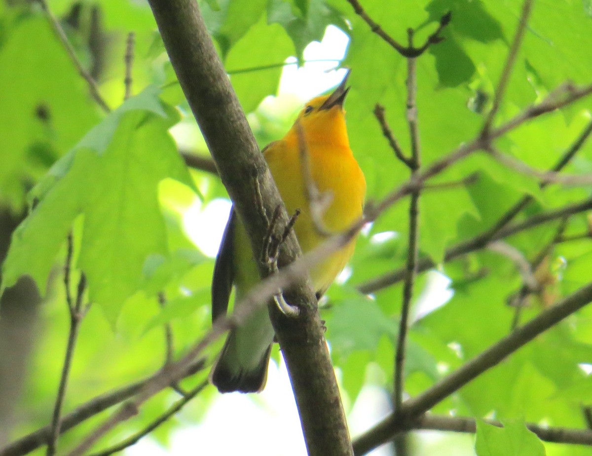 Prothonotary Warbler - ML618386032