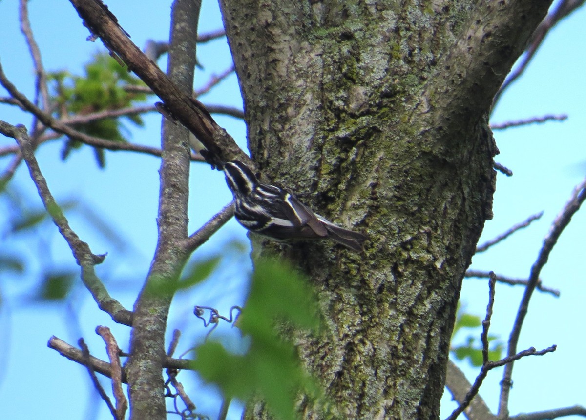 Black-and-white Warbler - ML618386050