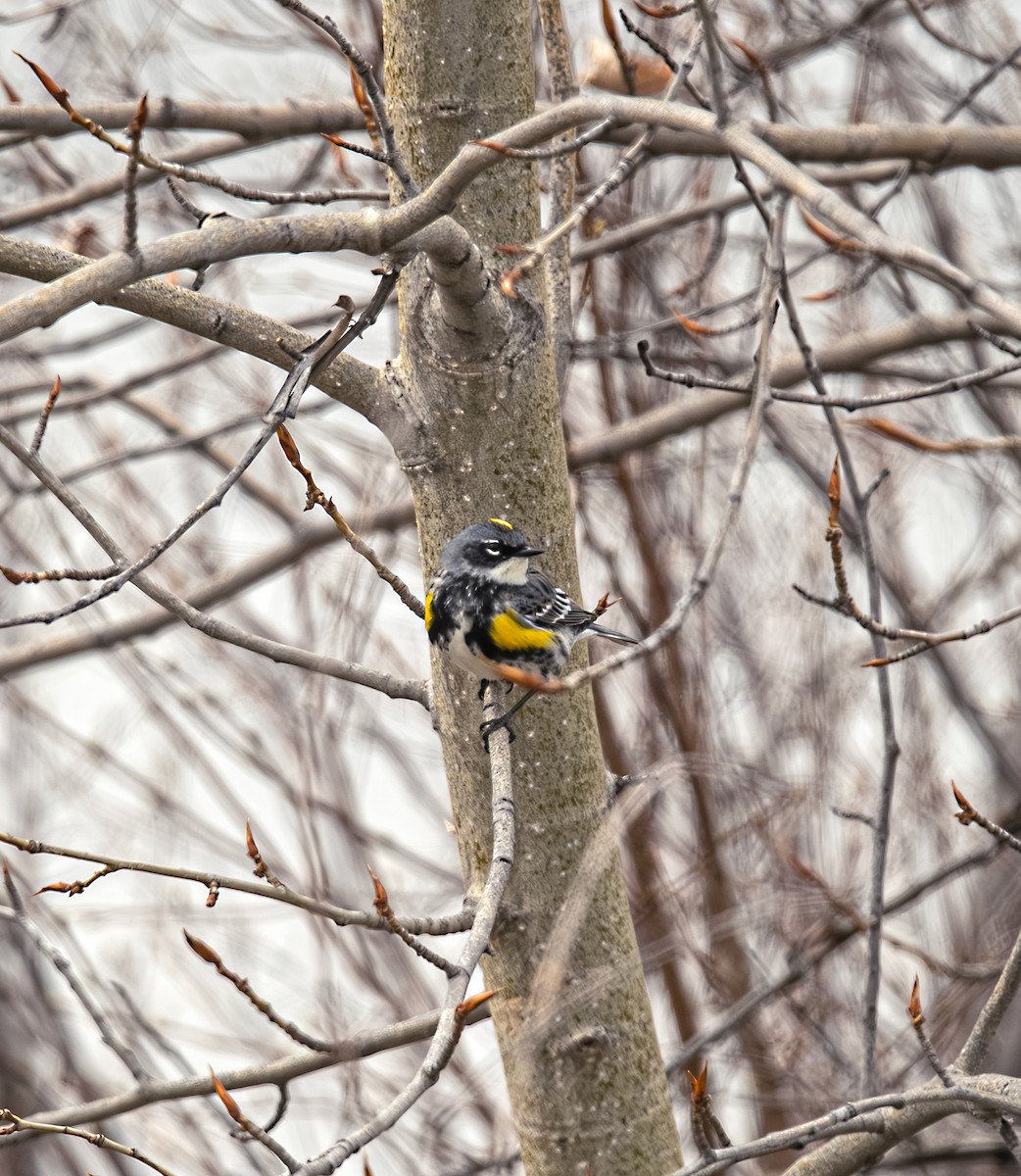 Yellow-rumped Warbler (Myrtle) - Alex Kearney