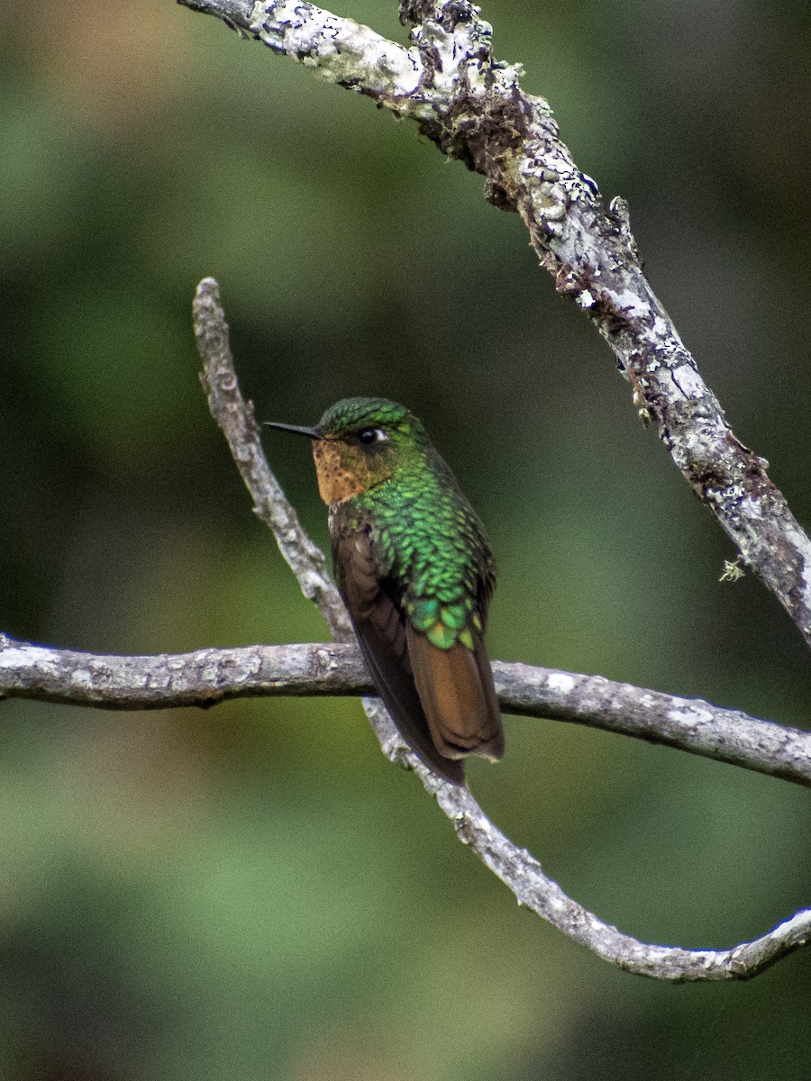 kolibřík dřišťálový - ML618386082