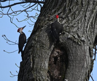 Pileated Woodpecker - Donald Pye