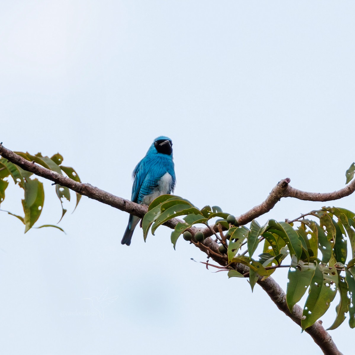 Swallow Tanager - ML618386152