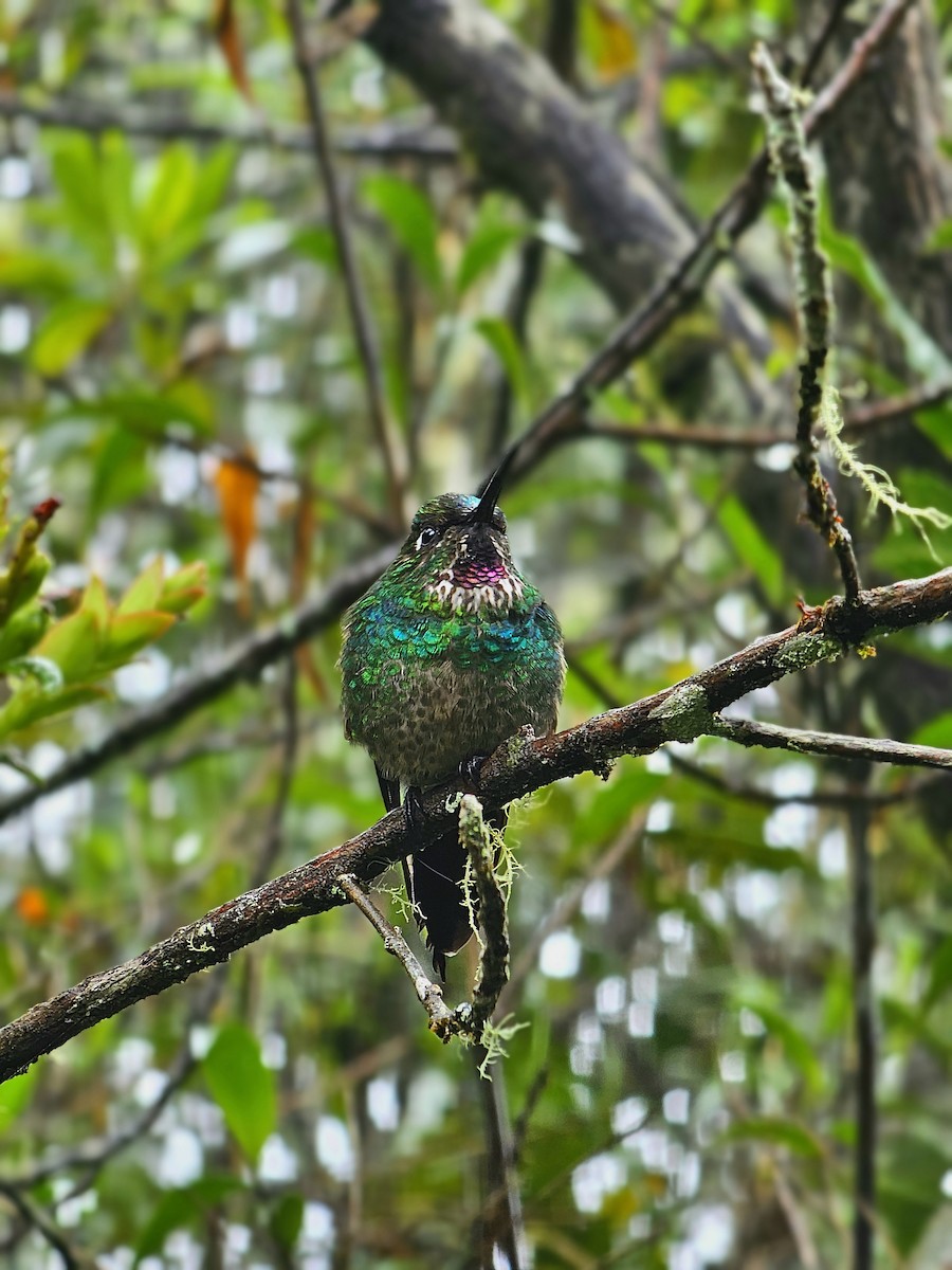 kolibřík turmalinový - ML618386157
