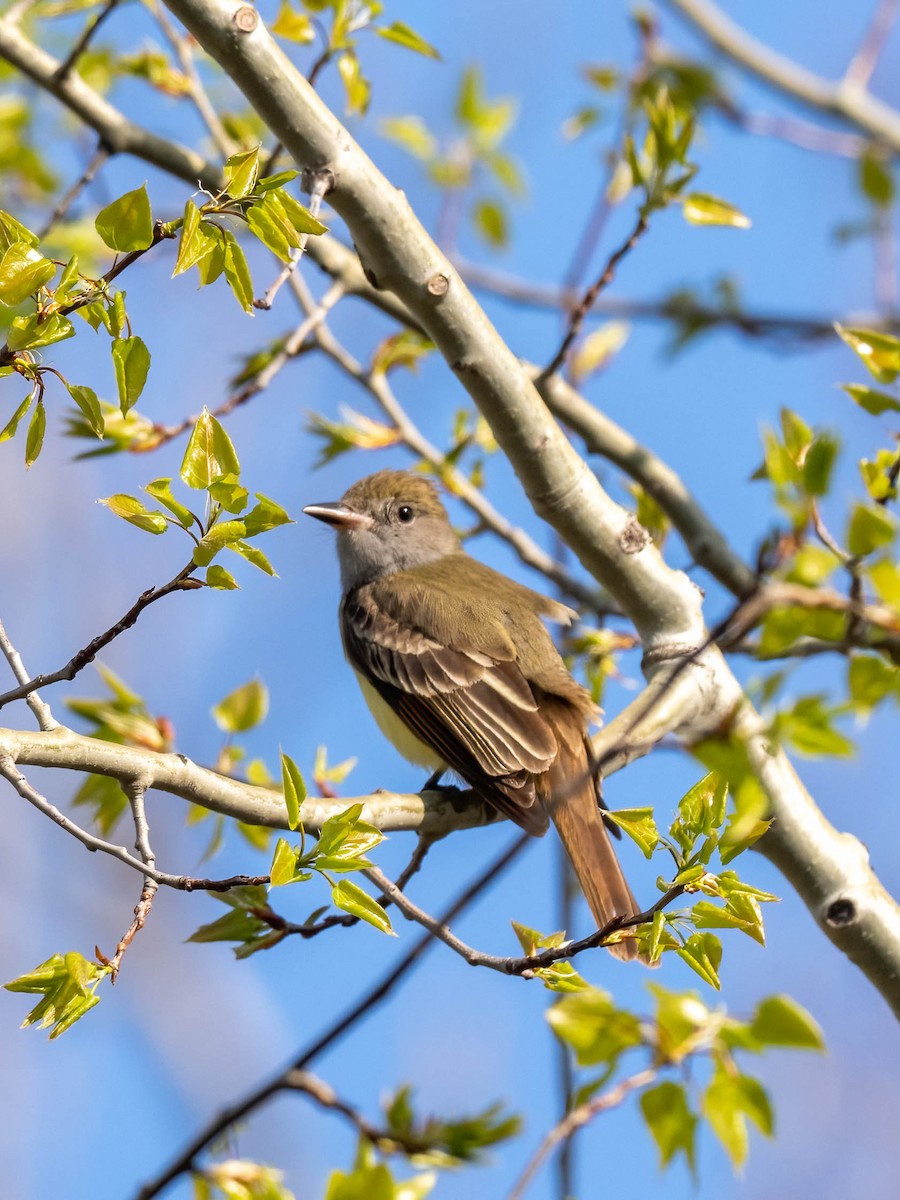 Great Crested Flycatcher - ML618386259