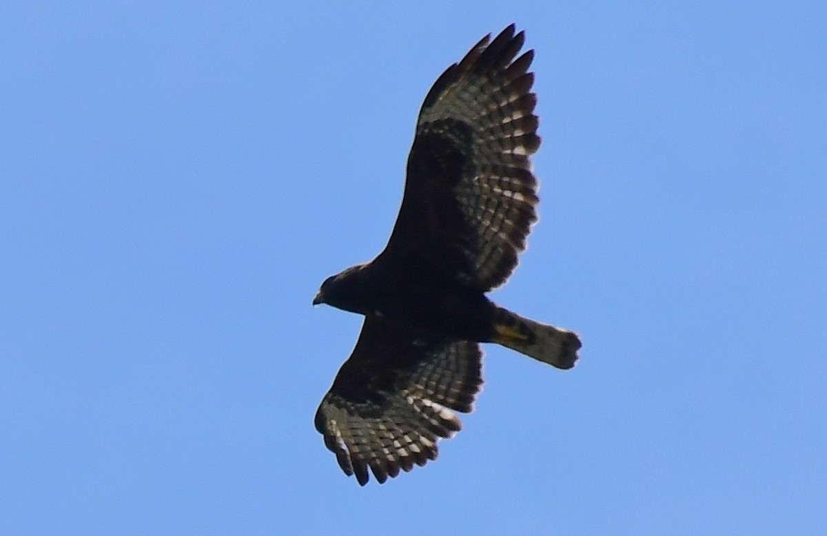Short-tailed Hawk - ML618386290
