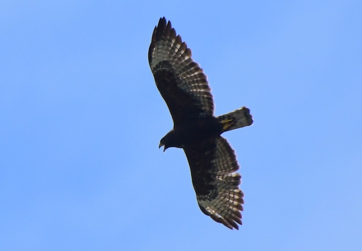 Short-tailed Hawk - ML618386291