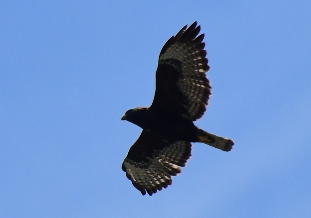 Short-tailed Hawk - ML618386292