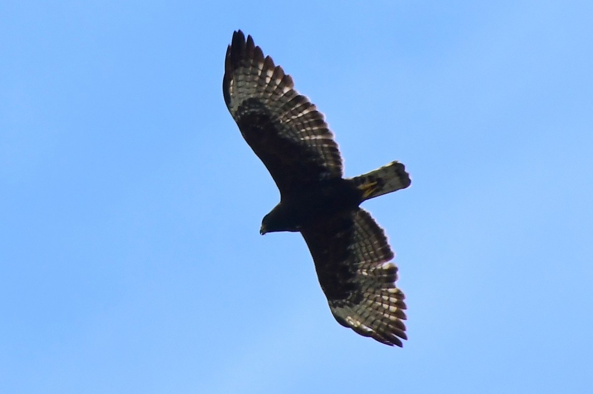 Short-tailed Hawk - ML618386293