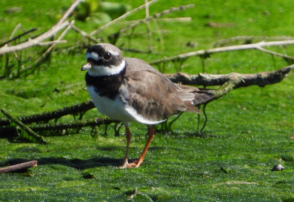 Common Ringed Plover - ML618386302