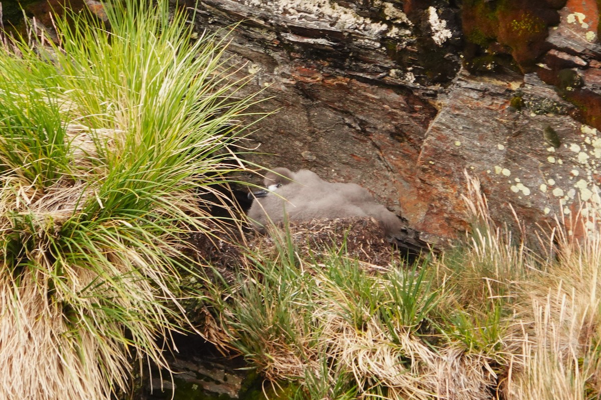 albatros světlehřbetý - ML618386315