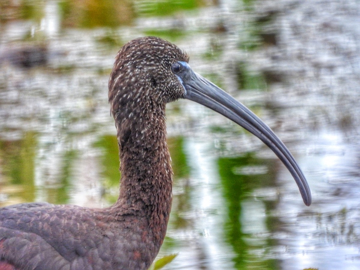 ibis hnědý - ML618386354