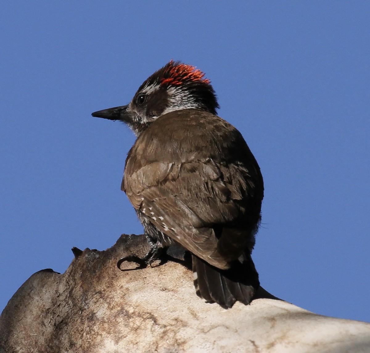 Arizona Woodpecker - ML618386372