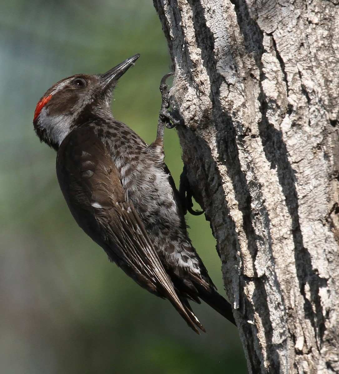 Arizona Woodpecker - ML618386382