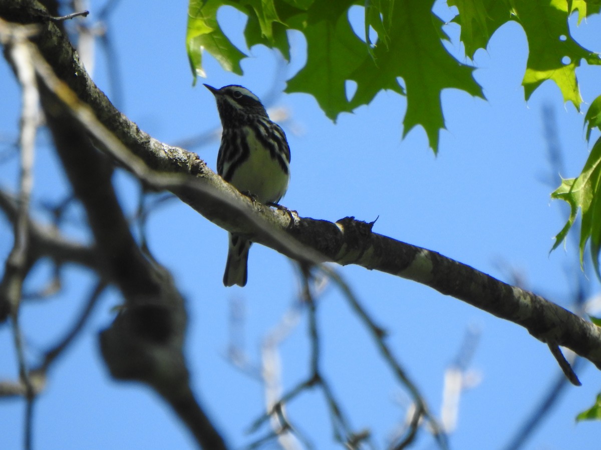 Black-and-white Warbler - ML618386447