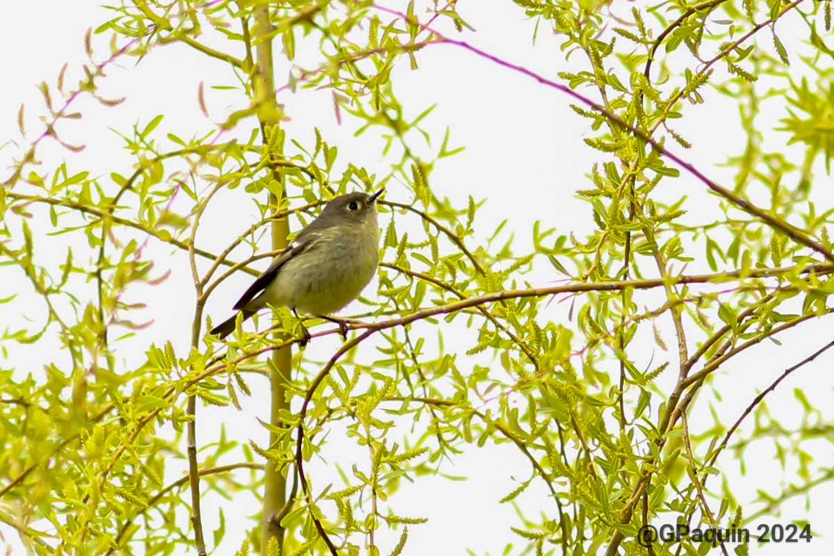 Ruby-crowned Kinglet - Guy Paquin