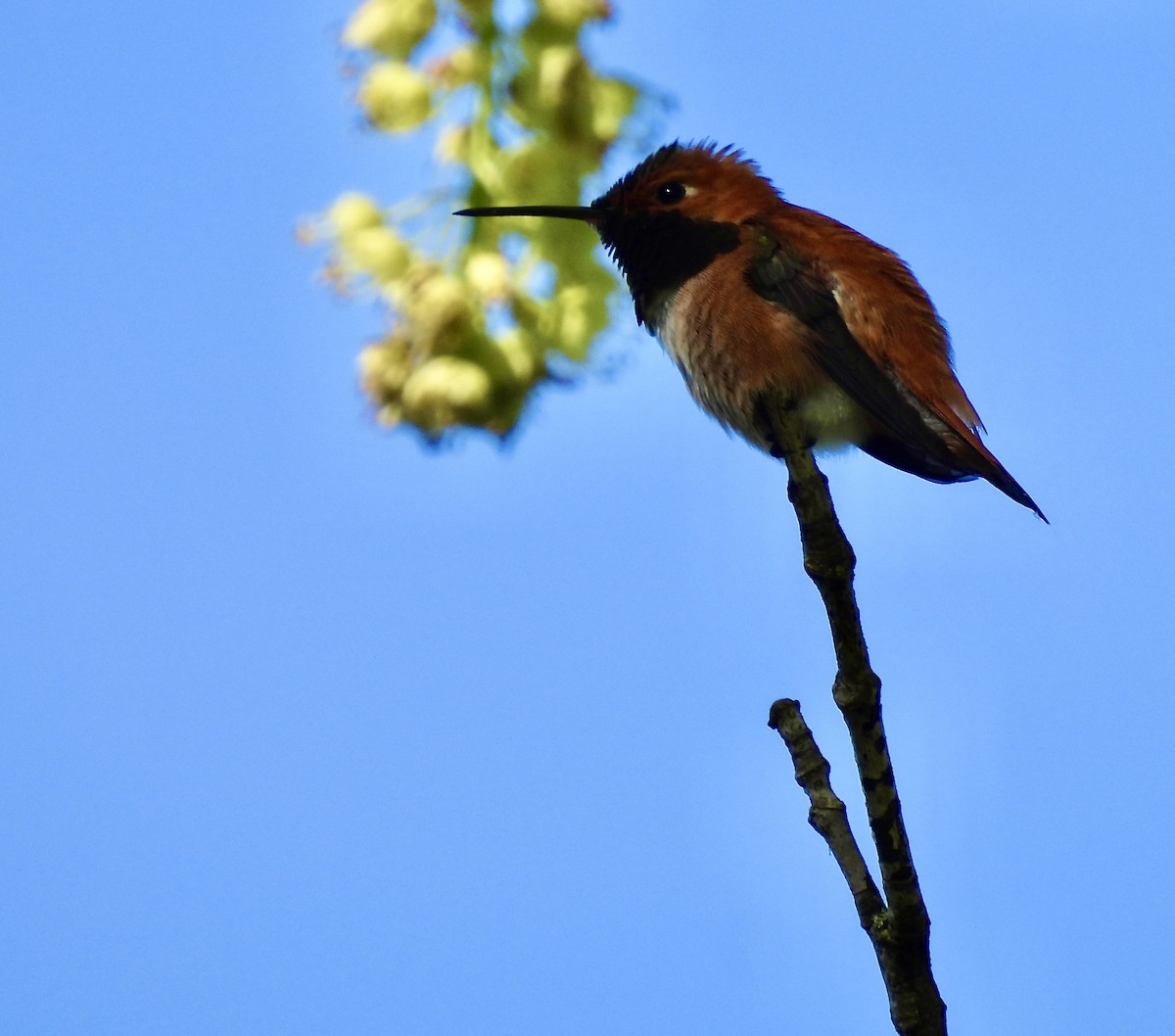 Rufous Hummingbird - ML618386492