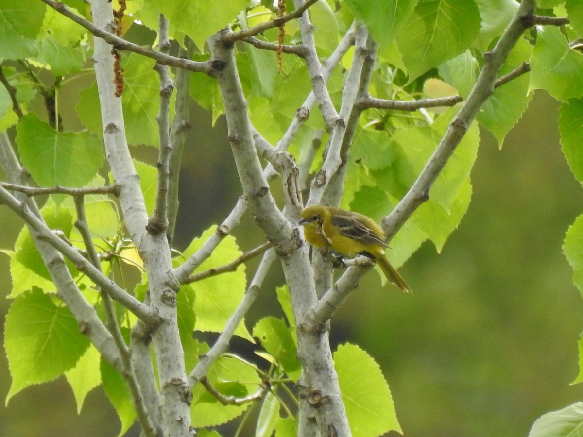 Orchard Oriole - ML618386510
