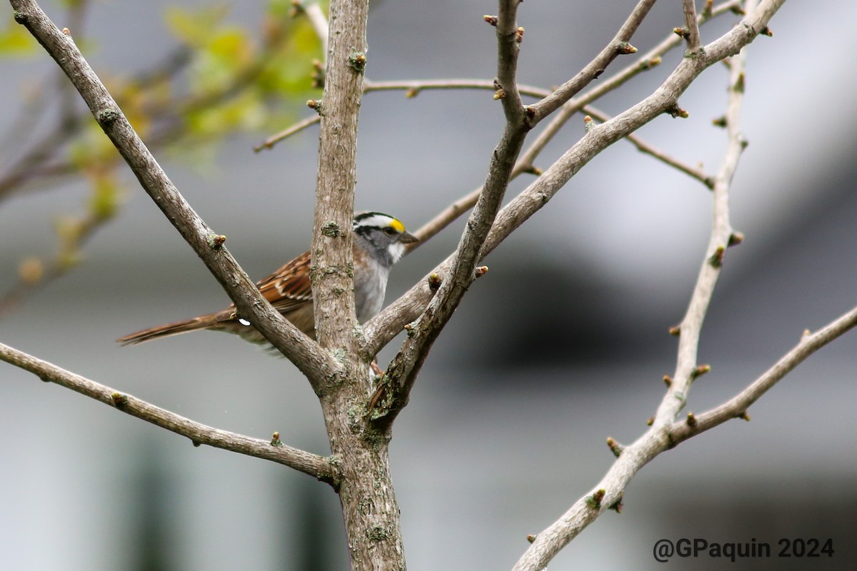 White-throated Sparrow - ML618386512